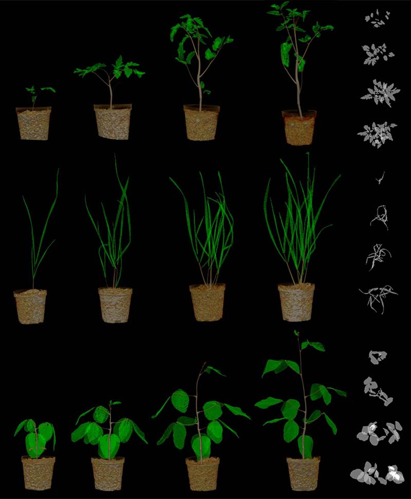 The result of a leaf segmentation algorithm showing identified leaves in green overlaid on a rendering of an original X-ray computed tomography scan