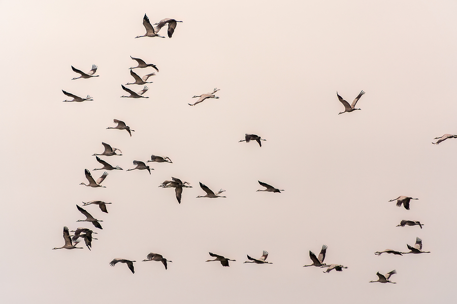 A flock of cranes migrate