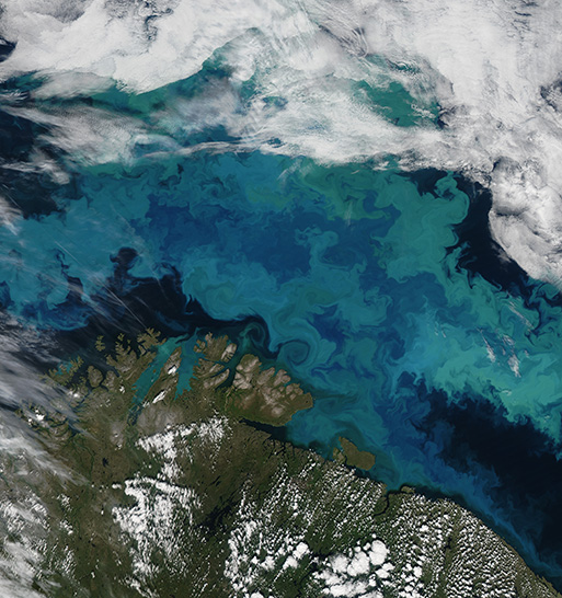 Barents Sea phytoplankton bloom (NASA image courtesy Jeff Schmaltz, MODIS Rapid Response Team at NASA GSFC)