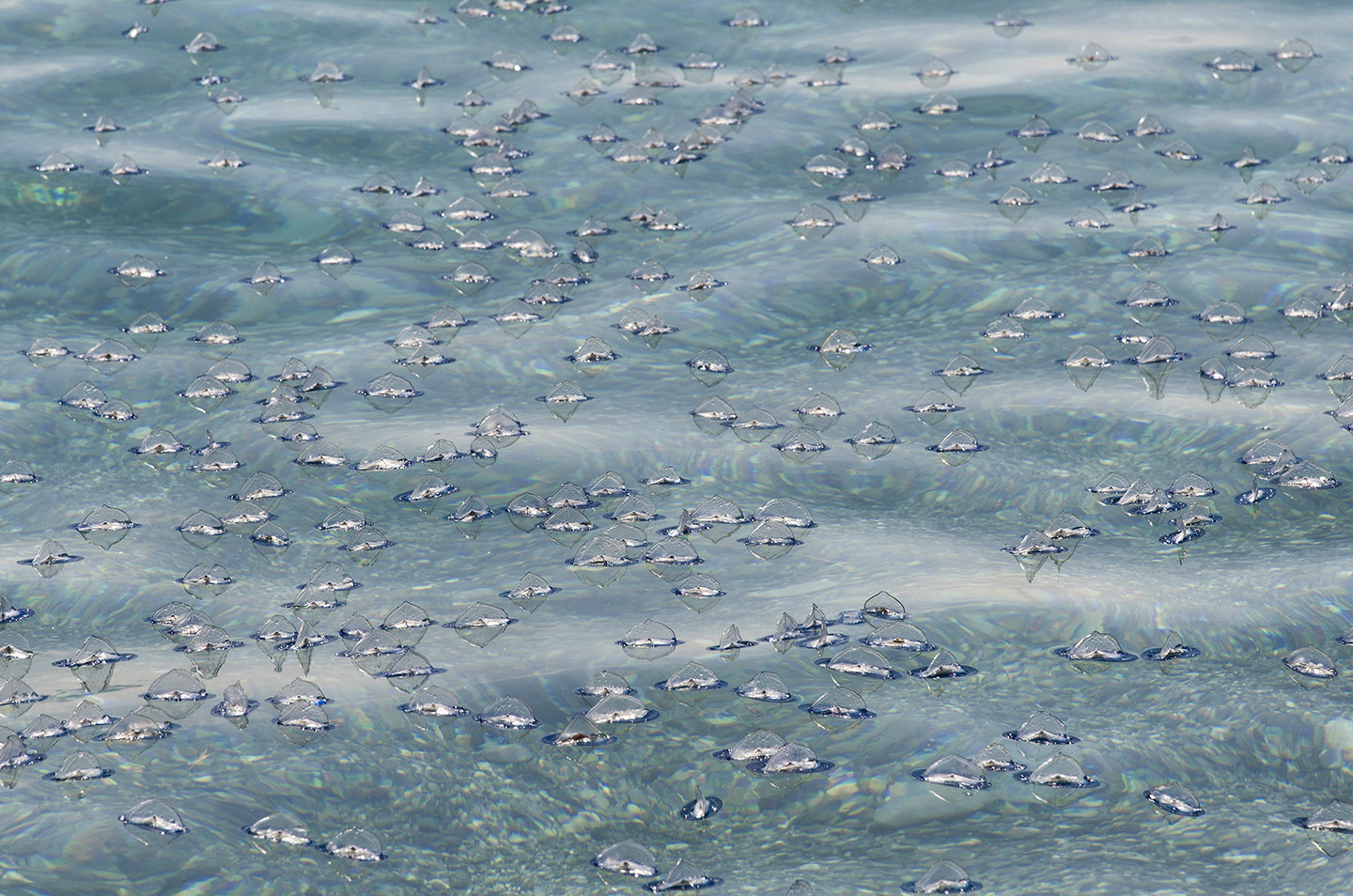 Velella velella