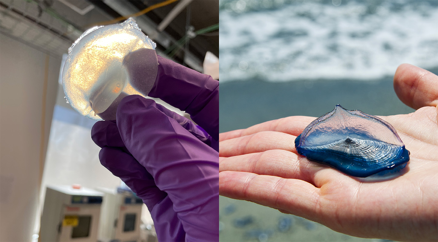 An early prototype of the Velella sensor (left) compared to a real Velella.