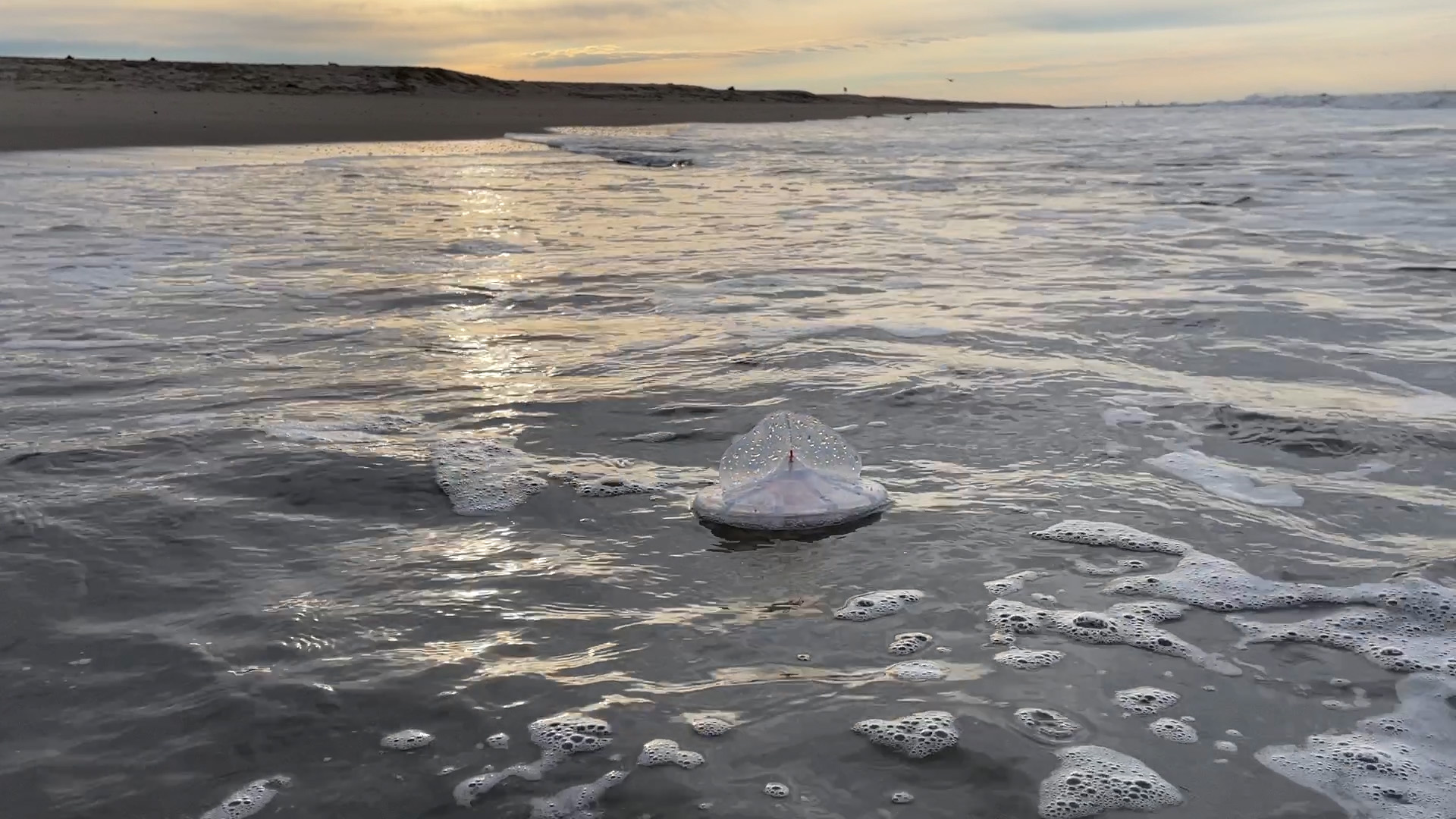 Prototype of a Velella sensor is tested in the Pacific Ocean