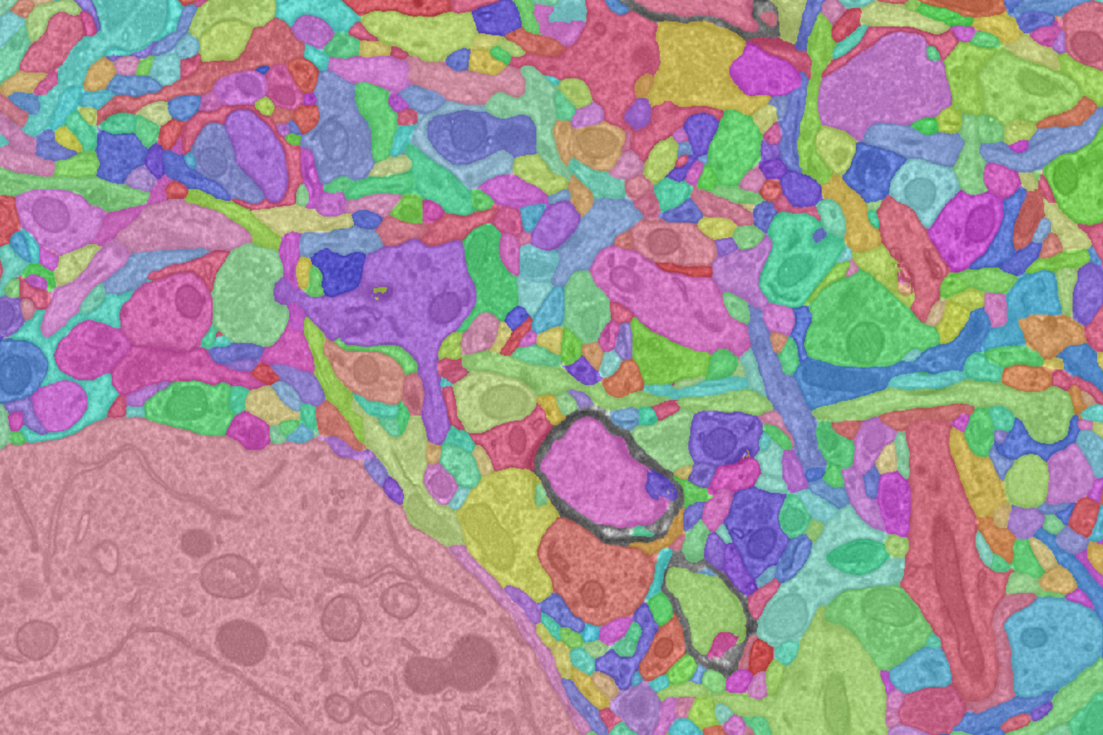 Cortical circuits within visual cortex of mouse