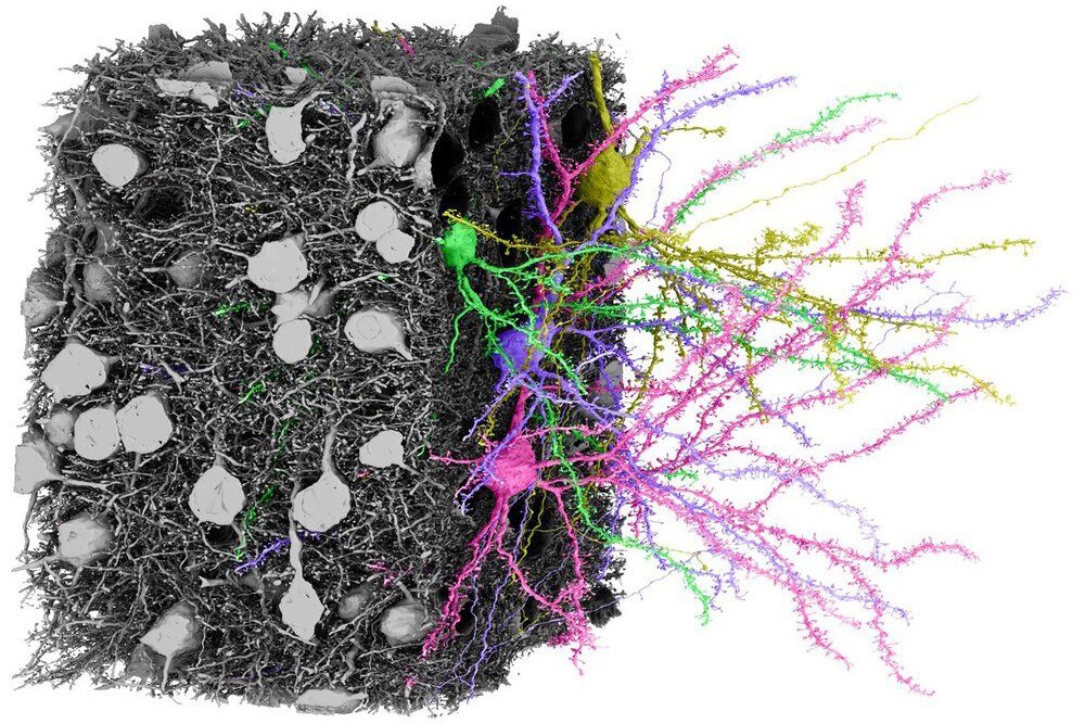 Organellese, compartments, cells, circuits, and activity in mouse visual cortex