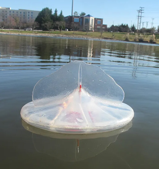 Velella sensor