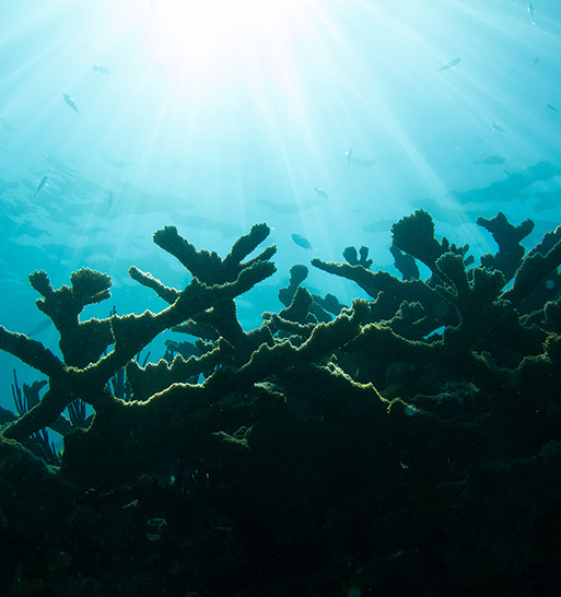 Sunlight shines through water over endangered coral reef (Credit: Bigstock)