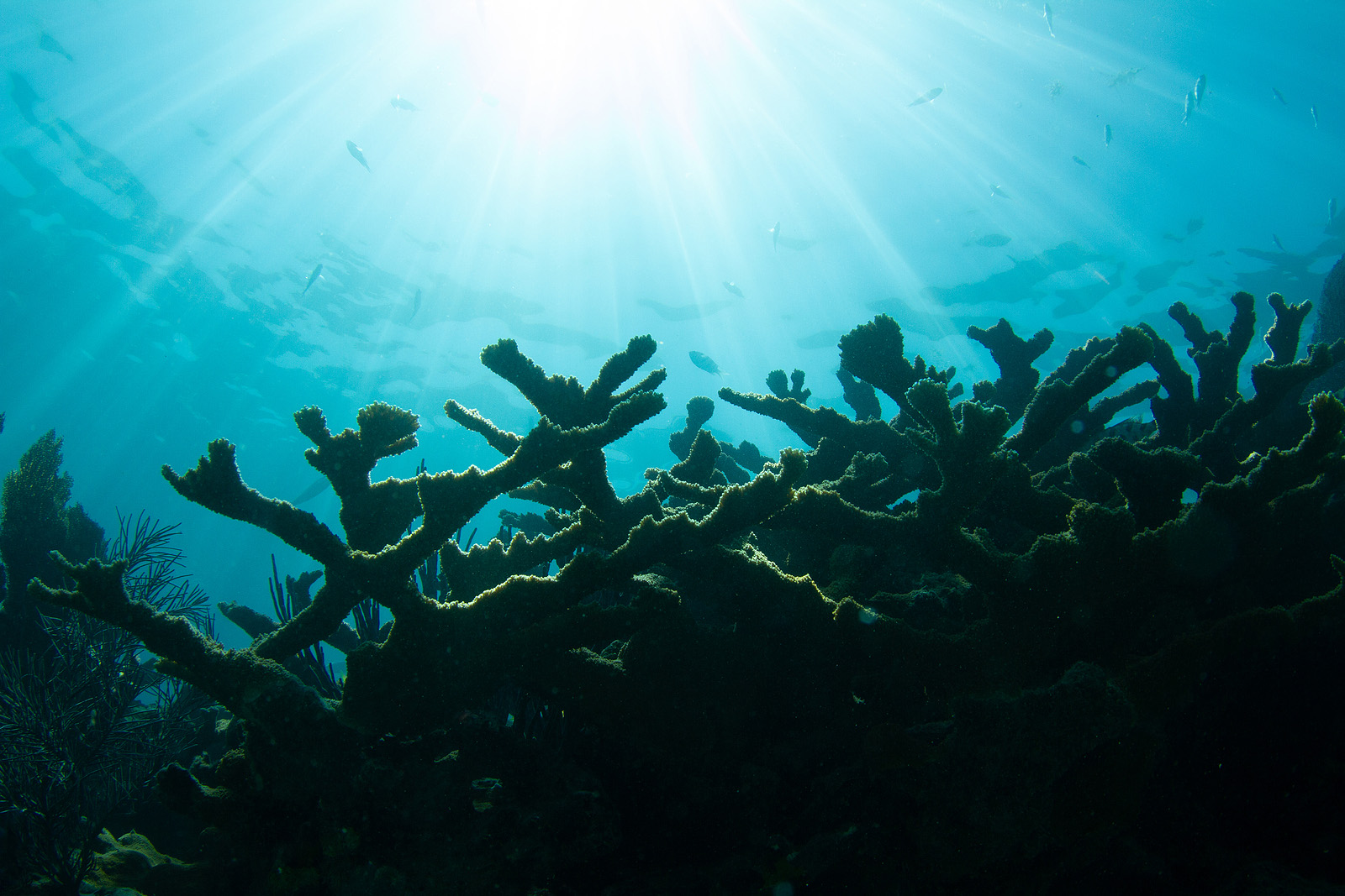 Sunlight shines through water over endangered coral reef (Credit: Bigstock)