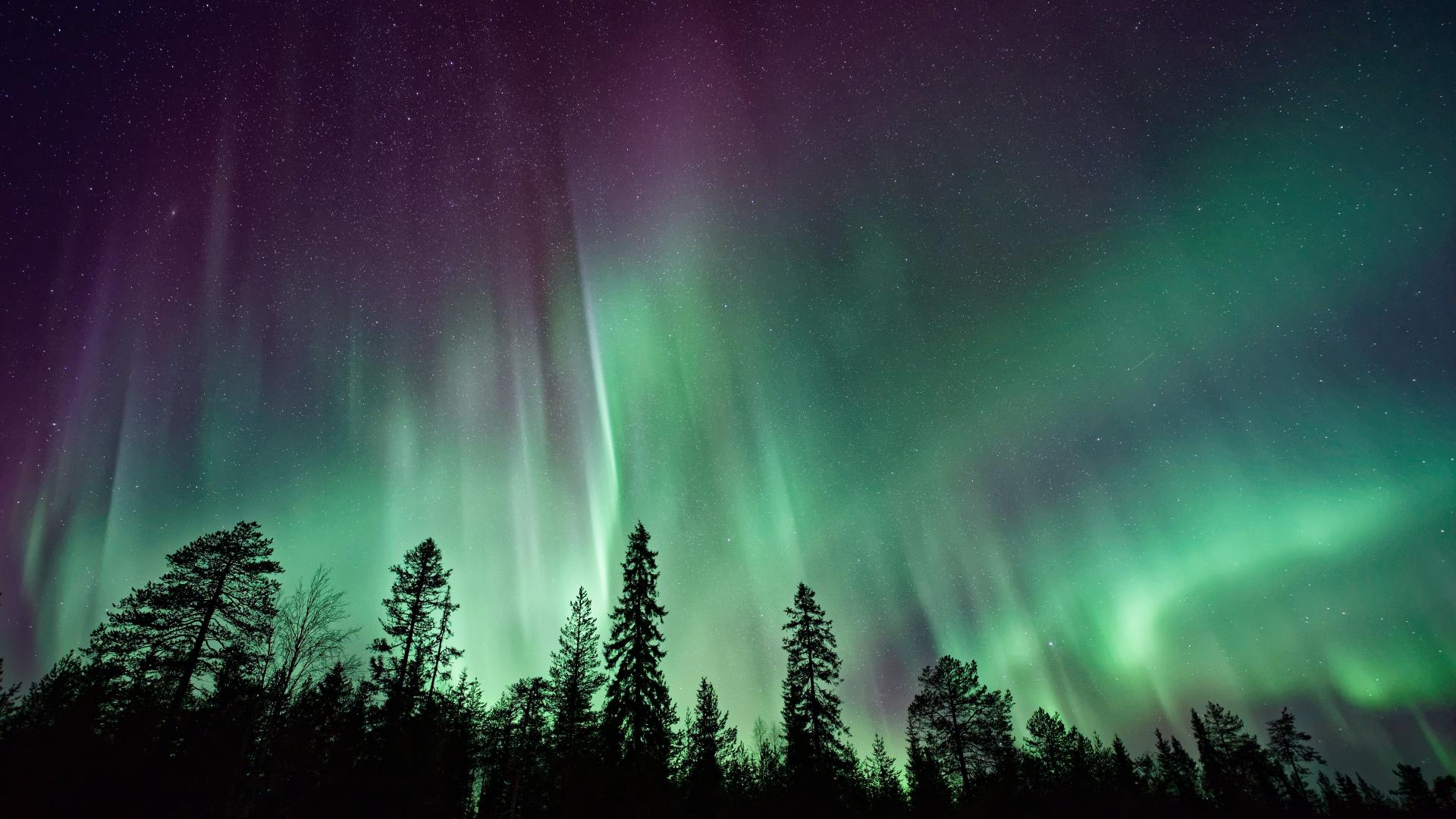 Green and purple night sky above trees