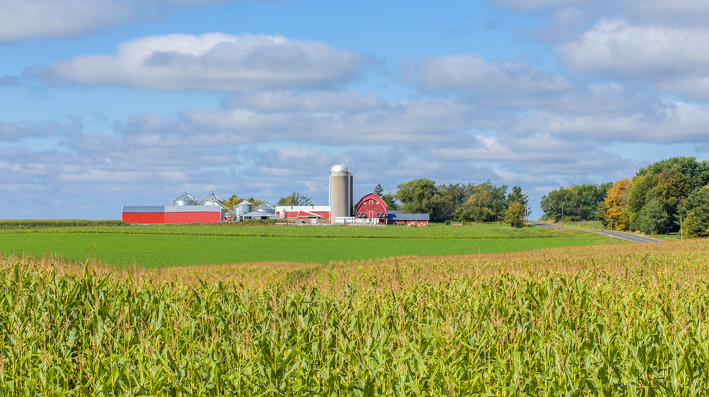 A red barn and buildings on a farm. In the foreground is a corn field.
