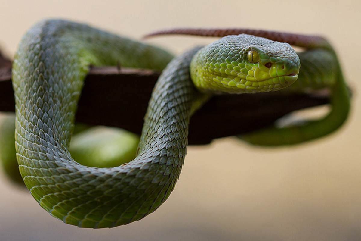 A yellow-lipped green pit viper wraps around a tree limb in Thailand. (Credit: Bigstock)