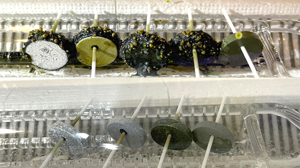 Side-by-side comparison of metal coupons after exposure to a corrosive chemical environment