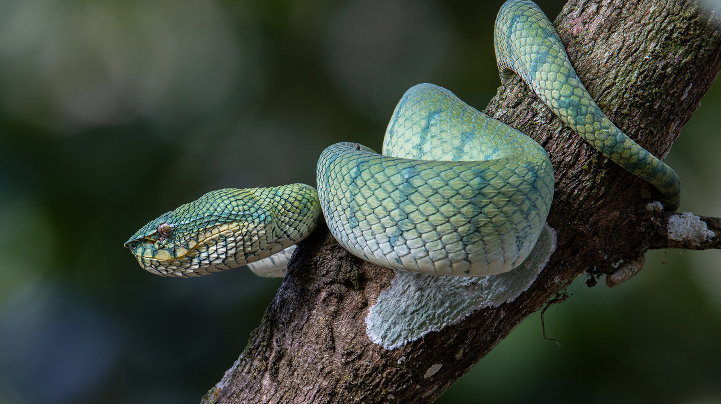 Pit viper (Credit: Bigstock)