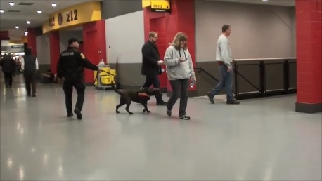 Canine training